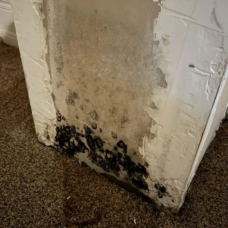 Professional Mold Removal in West Boylston, MA